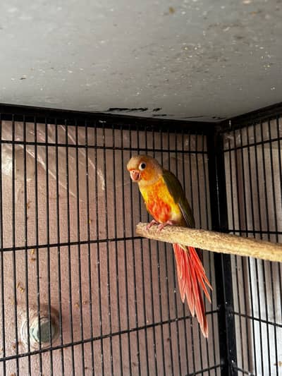 Pineapple & Green cheek conure