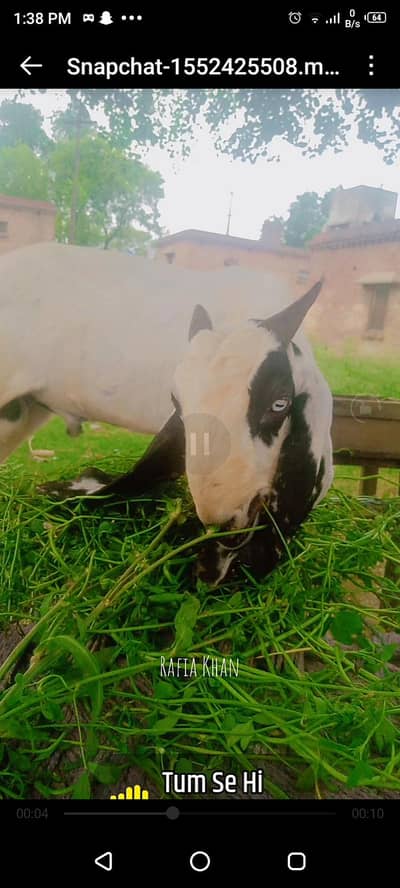 2 danth bakra urgent sell