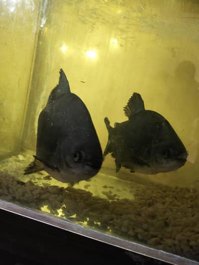 paco fish