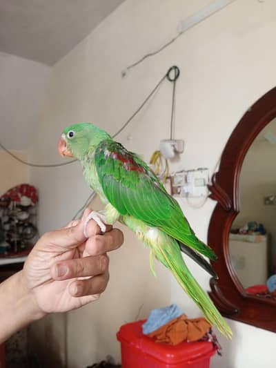 fully active and healthy baby hai  one time feed per hai only