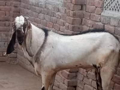 78 kg live dunda  bakra for qurbani