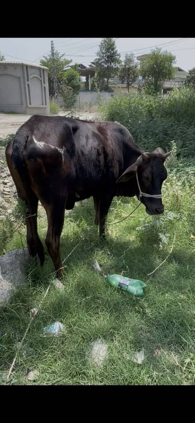 2 dant berri for qurbani