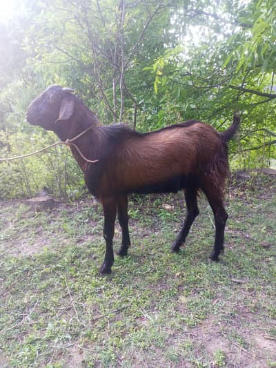 Qurbani k Desi Bakray