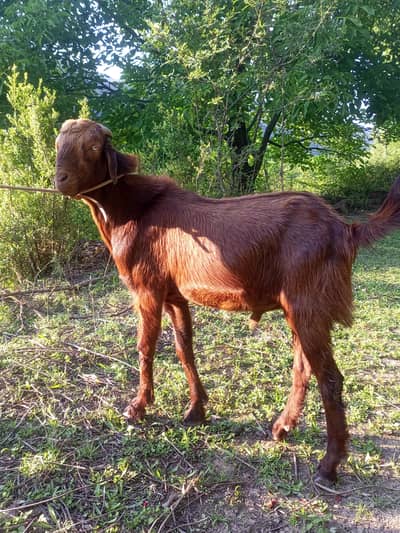 Qurbani k Desi Bakray