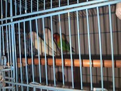 2 pair of love birds and 1 pair buggies and one single with cage