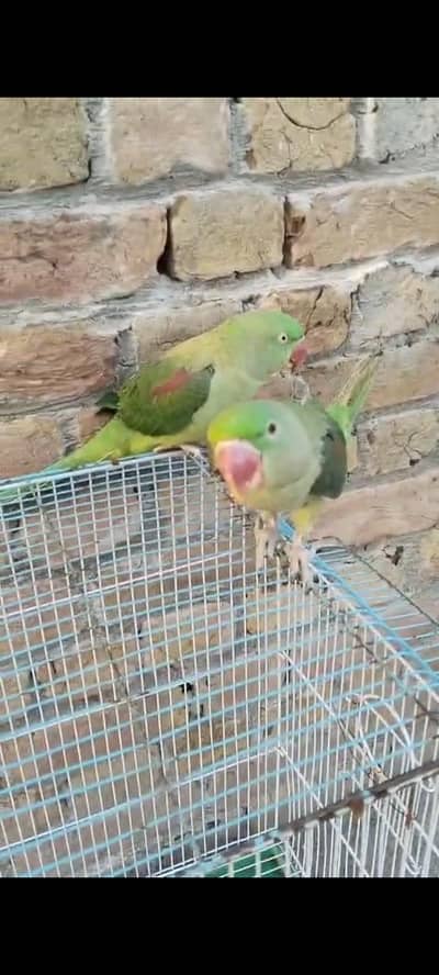 Pair of Raw Parrots selling with Cage