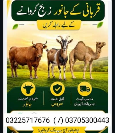 Professional Qasai Available Cows Goat Sheep's Booking Available