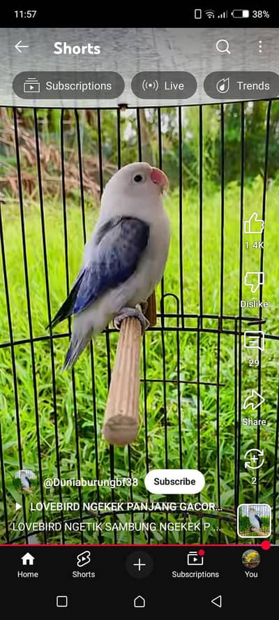love birds cover Chick available for still on mother feed