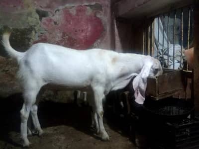 breader male goat for sale.