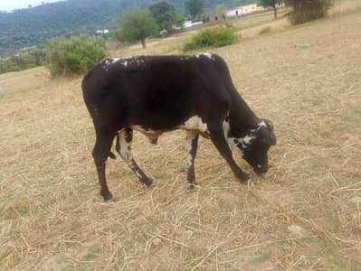 qurbani bail for sale  80 kg