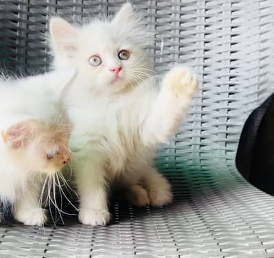 Top Quality Persian Kittens