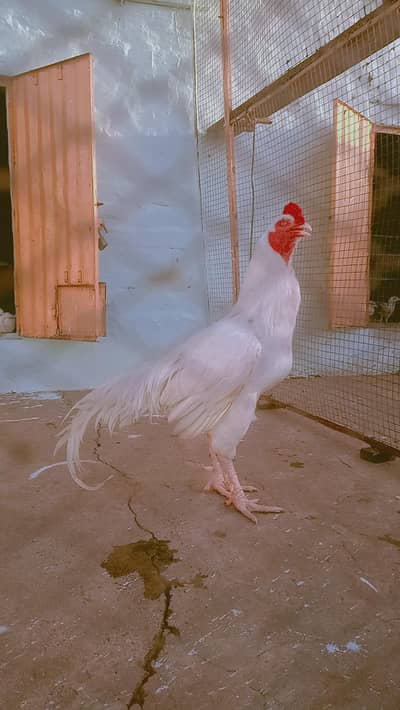 pepper white heera not boska