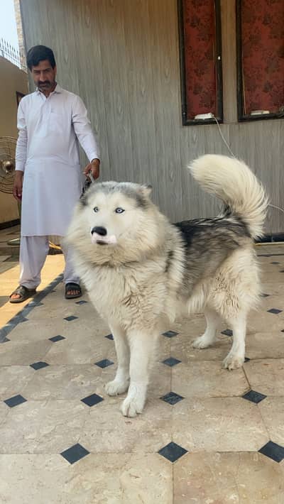 Sell dog