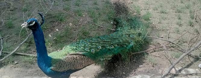 blue shoulder full grown breeind par with 2 chiks for sale
