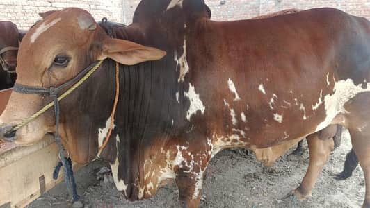 Qurbani special Bulls