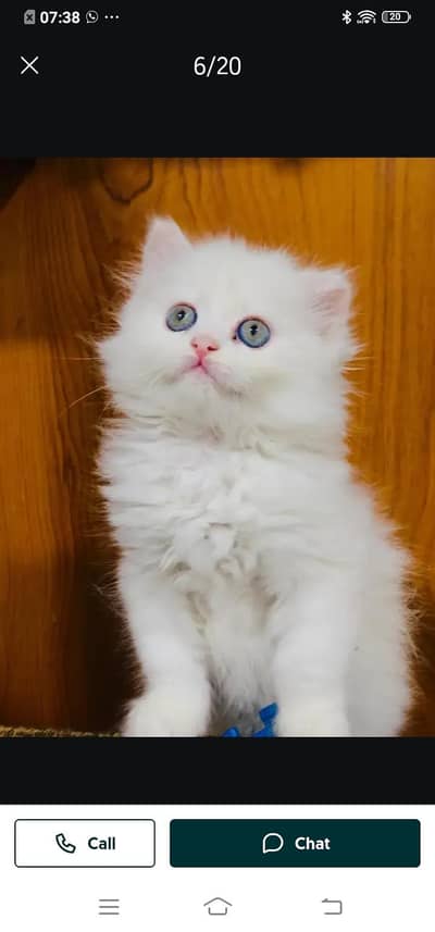 Persian cat for sale male or female03214390746 my WhatsApp