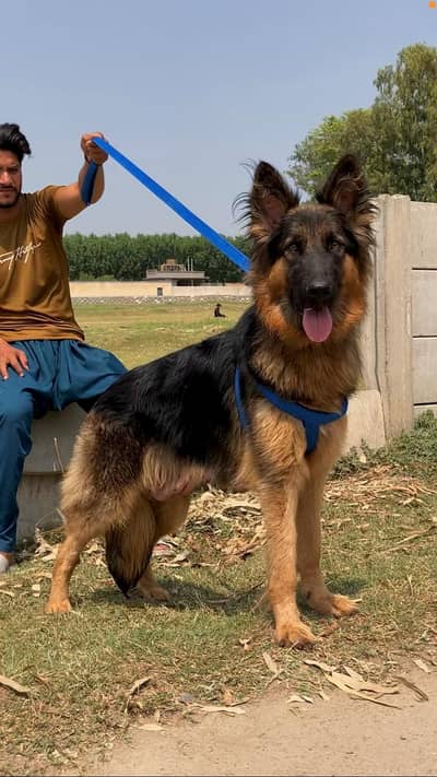 German Shepherd female age 14month black mask confirm breeder for sale