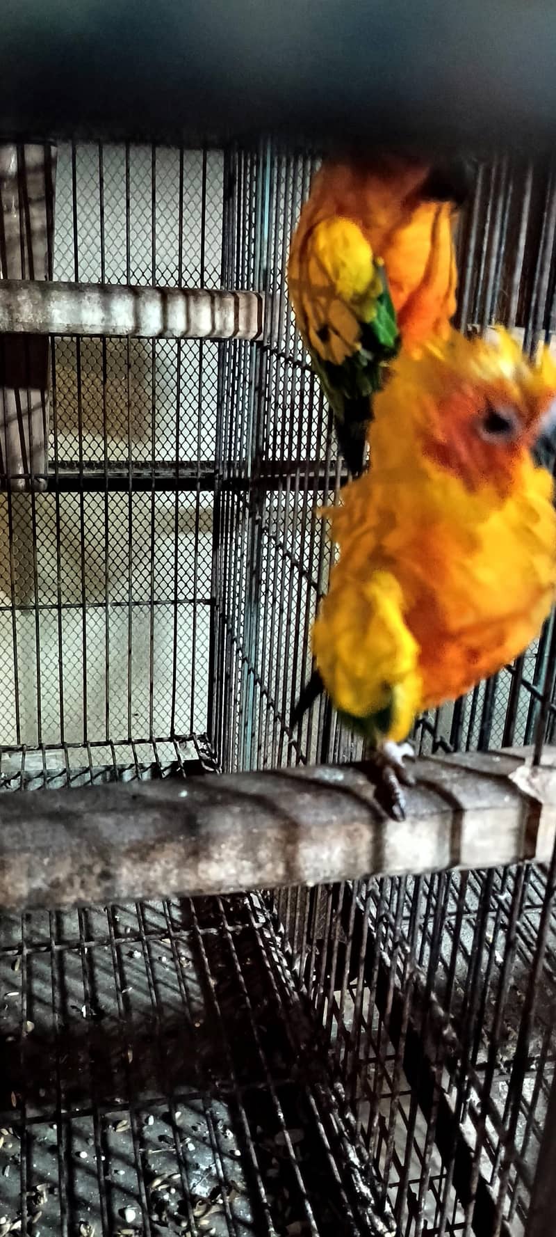 Sun conure pair 0