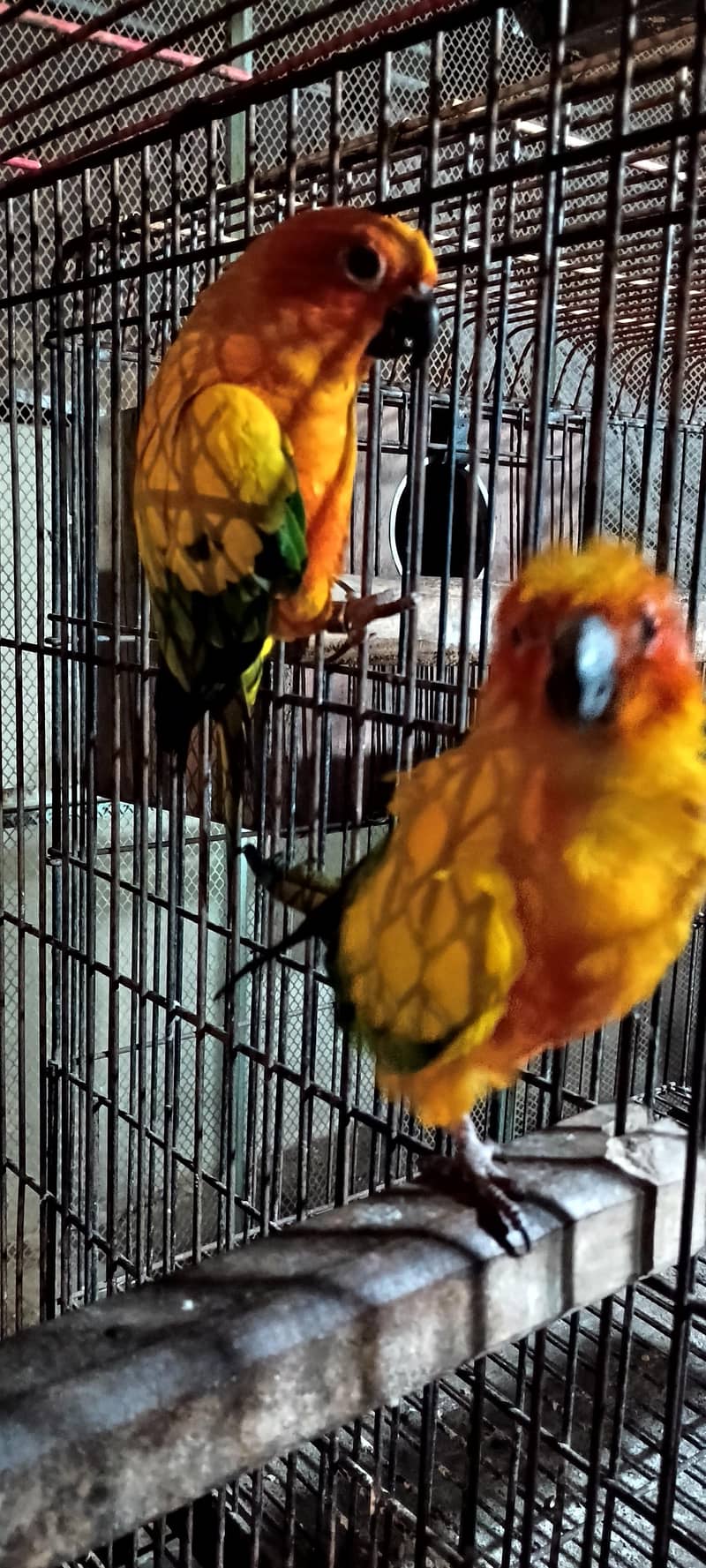 Sun conure pair 1