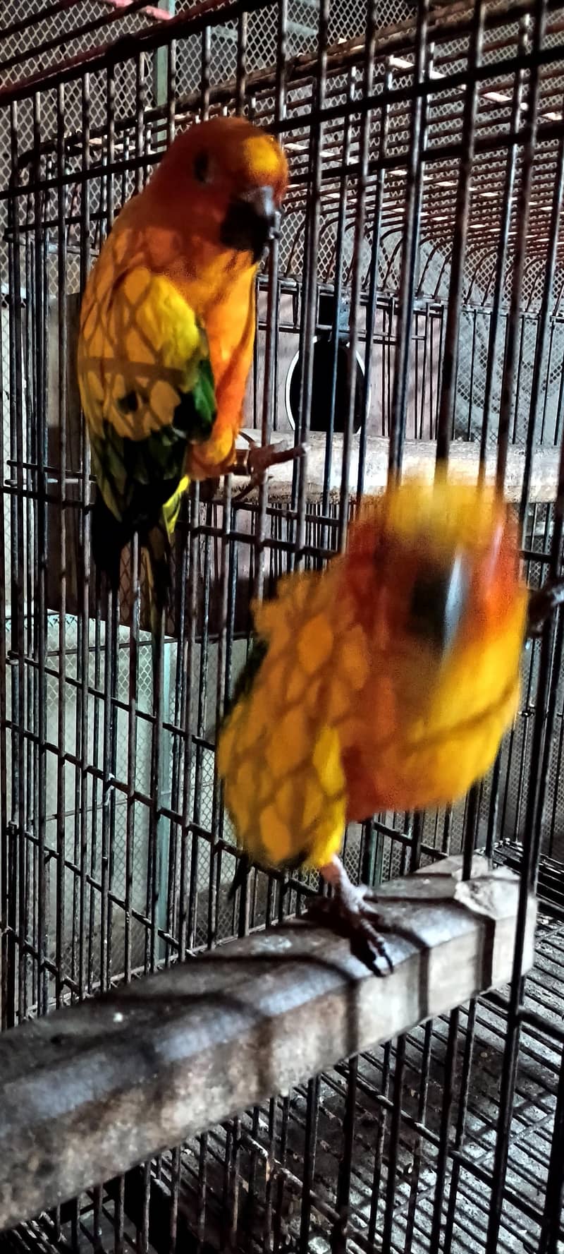 Sun conure pair 2
