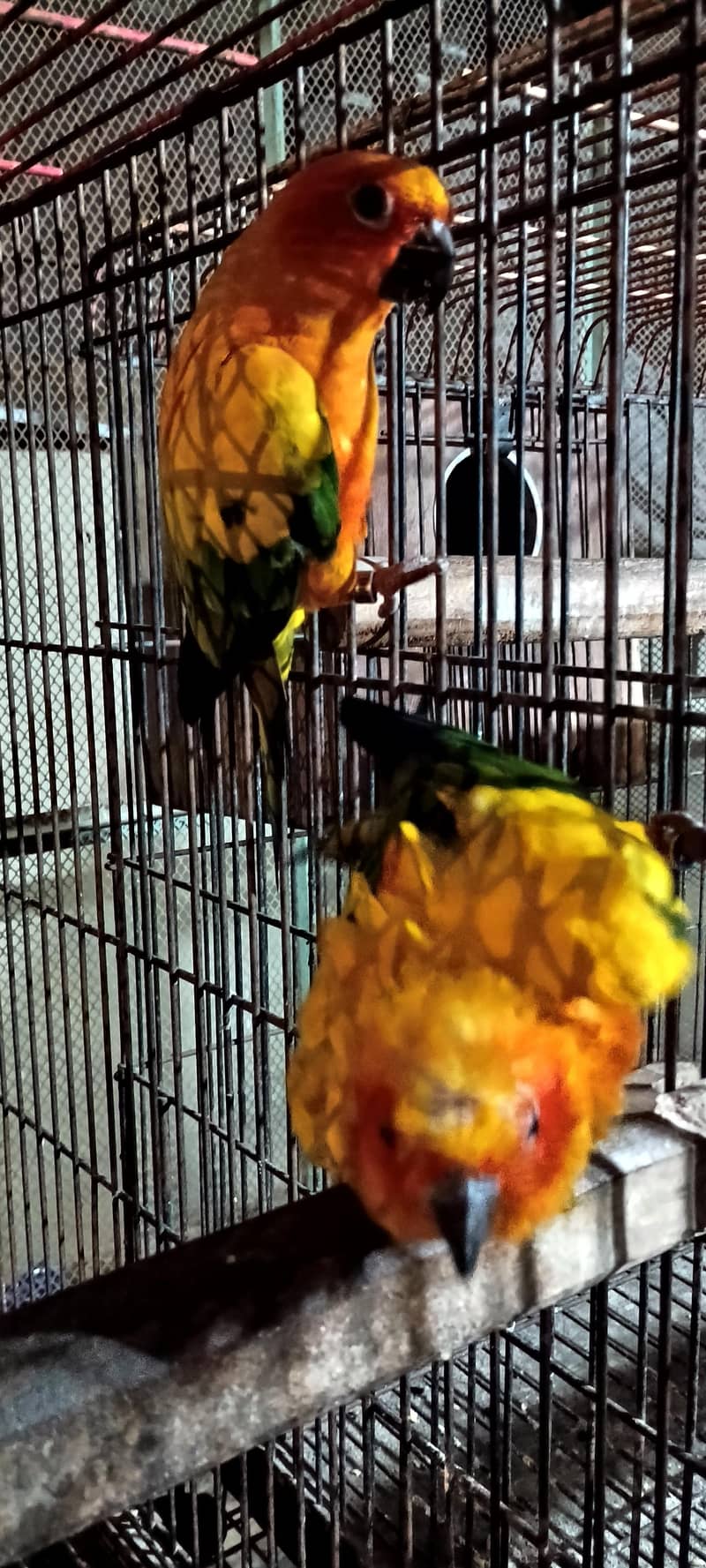 Sun conure pair 3