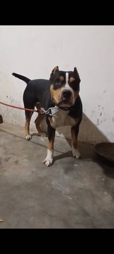 Pitbull dog for sale 150000