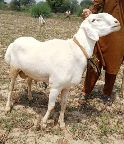 sheeps