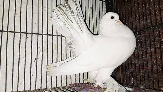 غبارہ کبوتر  بریڈر     03268801011     3000  نر