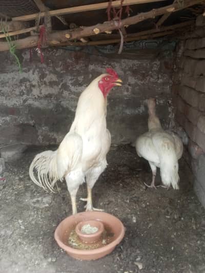Aseel mianwali for sale.