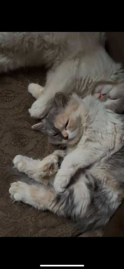 2 cats for sale  male and female