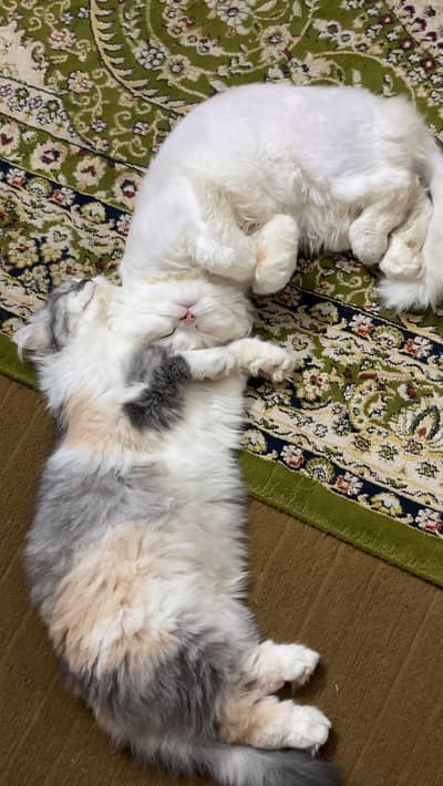 2 cats for sale  male and female