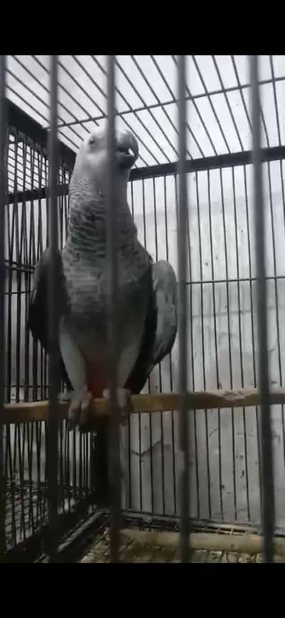 African grey hand tane talkin sikh rha han