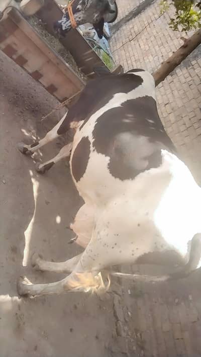 1. tazi soi cow pechy pacha 6 din ki soi ha details Whatsapp