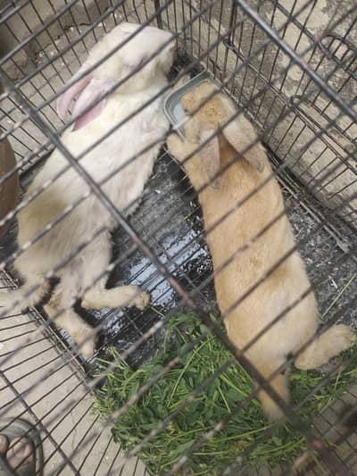 Rabbit Breeder pair