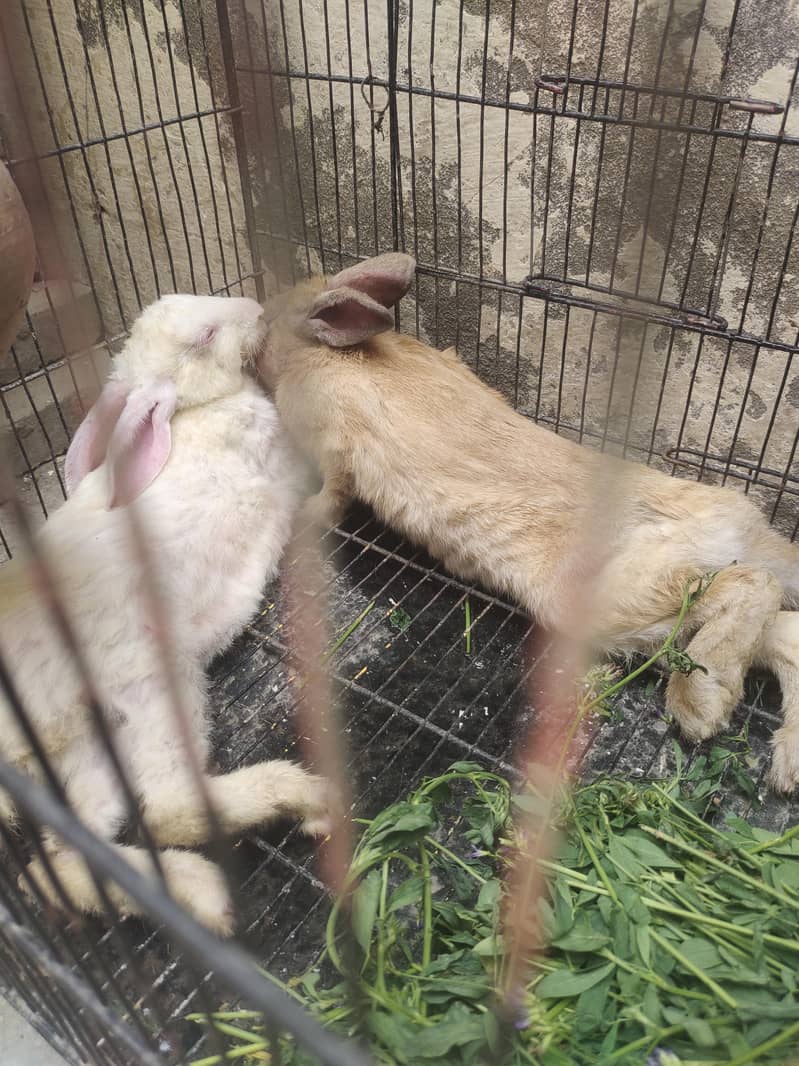 Rabbit Breeder pair 1