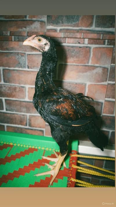 Aseel 3 month chick for sale
