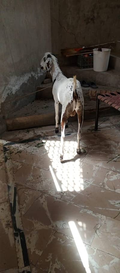 Qurbani Bakra