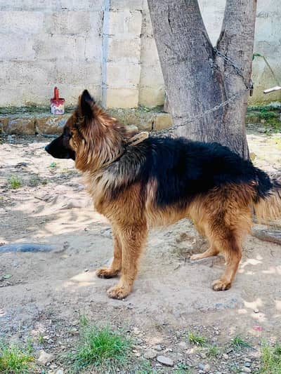 long coated german shepherd dog male Neet and Cleen