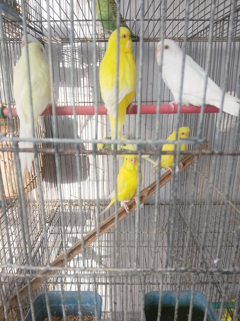اسٹریلین طوطے 1