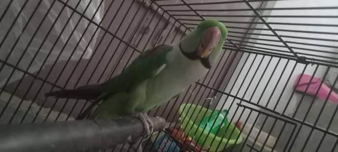 Raw Green Parrot