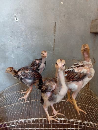 Mianwali Aseel Healthy Chicks