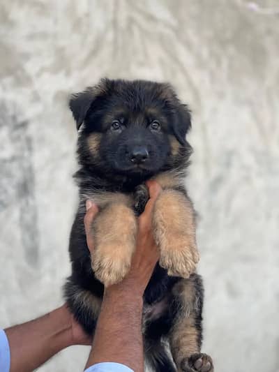 German Shepherd puppy