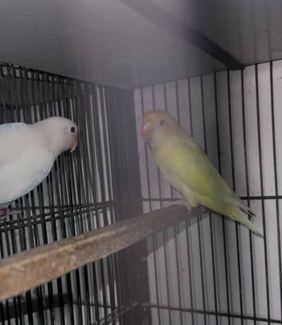 Finches, love birds, Cage (Read Ad)