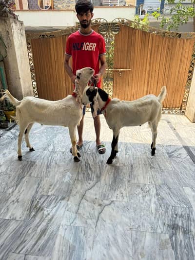qurbani k bakry