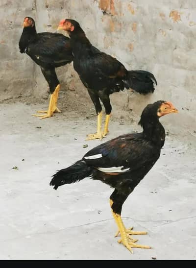 Orginal aseel pathhhy full health and active Very sharp
