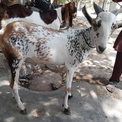 do dant khassi bakra for sale contact number in discr