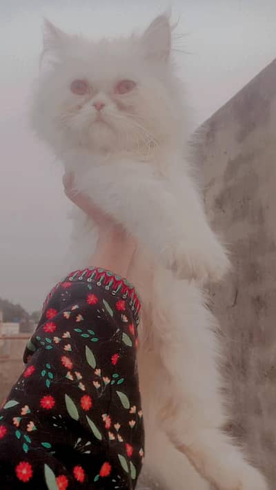 naughty and beautiful cat lives in human heart