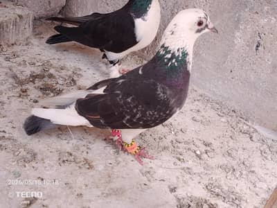 pigeon for sale