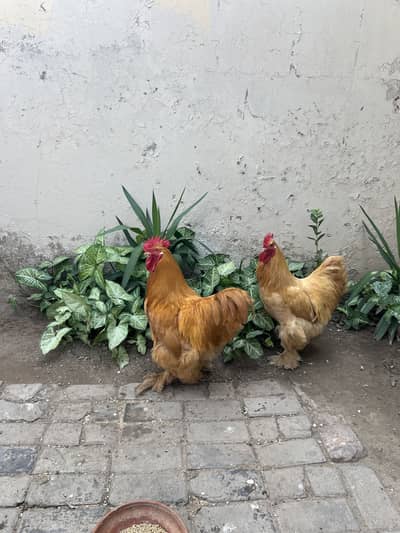 Breader murga for sale at best price available