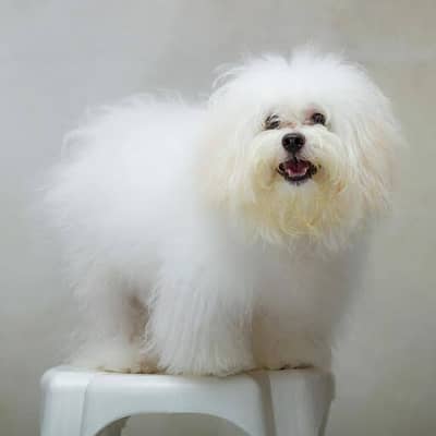 shitzu white puppies
